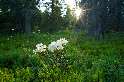 Beautiful flowering Wild rosemary, Rhododendron tomentosum in summery Riisitunturi National Park, Northern Finland