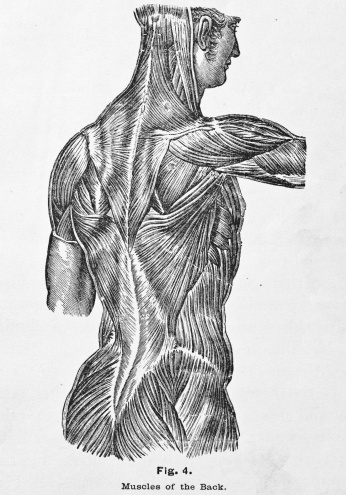 http://thebrainstormlab.com/banners/ami_banner.jpgThis is a medical illustration of muscles of the human back.